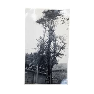Vtg Man in Tall Tree Taking Down Fallen Branch Original Monochrome Photo Found